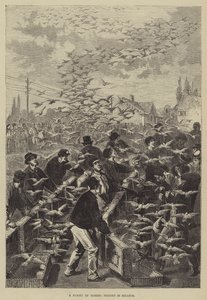 Lot gołębi pocztowych w Belgii autorstwa Frederic Theodore Lix
