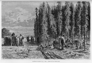 Zbieranie chmielu. Grawerowanie autorstwa Lixa, ilustrujące opowiadanie „Przez Alzację i Lotaryngię”, w 1887 r., autorstwa Charlesa Grada, niemieckiego zastępcy, w tour du monde 1888, w reżyserii Edouarda Chartona (1807-1890), Hachette, Paryż.