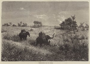 Indie i książę Walii, strzelanie do tygrysów z Howdah autorstwa Frederic Theodore Lix