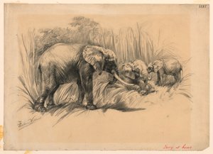 Kość słoniowa w domu autorstwa Frederic Villiers