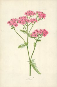 Achillea autorstwa Frederick Edward Hulme