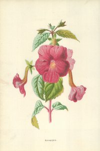 Achimenes autorstwa Frederick Edward Hulme