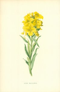 Wallflower alpejski