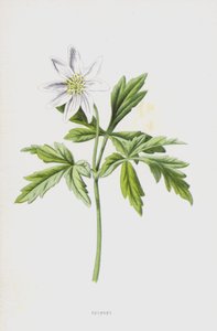 Zawilec (chromolitho) autorstwa Frederick Edward Hulme