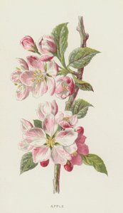 Jabłko (chromolit) autorstwa Frederick Edward Hulme