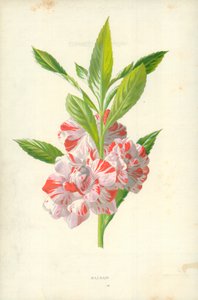 Balsam autorstwa Frederick Edward Hulme