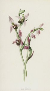 Pszczoła Orchis (chromolitho) autorstwa Frederick Edward Hulme