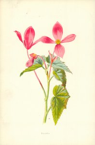 Begonia autorstwa Frederick Edward Hulme