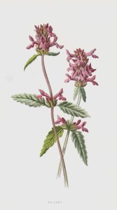 Beton (chromolit) autorstwa Frederick Edward Hulme