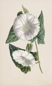 Powój (chromolitho) autorstwa Frederick Edward Hulme