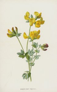 Koniczynka ptasia (chromolitho) autorstwa Frederick Edward Hulme