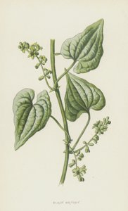 Czarna Bryony (chromolitho) autorstwa Frederick Edward Hulme