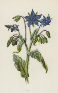 Ogórecznik (chromolitho)