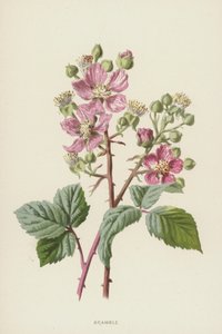 Jeżyna (chromolitho) autorstwa Frederick Edward Hulme