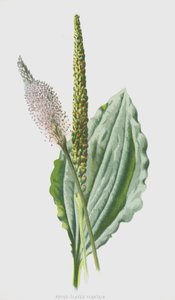 Babka szerokolistna (chromolitho) autorstwa Frederick Edward Hulme