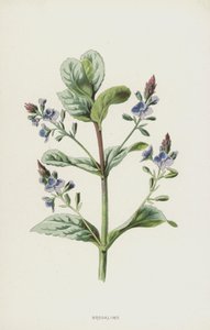 Brooklime (chromolitho) autorstwa Frederick Edward Hulme