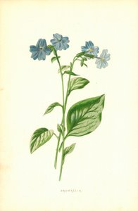 Browallia autorstwa Frederick Edward Hulme