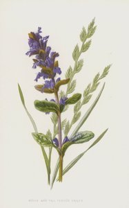 Trąbka i kostrzewa wysoka (chromolitho) autorstwa Frederick Edward Hulme