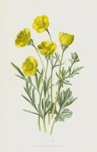 Crowfoot (chromolitho) autorstwa Frederick Edward Hulme
