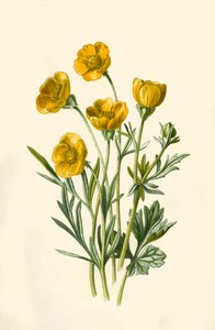 Crowfoot bulwiasty, 1877. autorstwa Frederick Edward Hulme