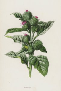 Łopian (chromolitho) autorstwa Frederick Edward Hulme