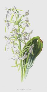 Storczyk motylkowy (chromolitho) autorstwa Frederick Edward Hulme