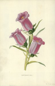 Dzwonek z Canterbury autorstwa Frederick Edward Hulme