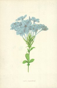 Przylądek Leadwort autorstwa Frederick Edward Hulme