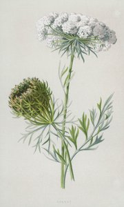 Marchewka (chromolitho) autorstwa Frederick Edward Hulme