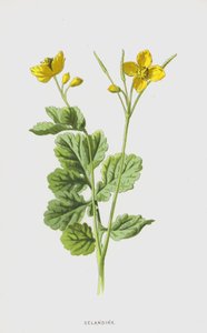 Glistnik (chromolitho) autorstwa Frederick Edward Hulme