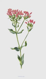 Centaury (chromolitho) autorstwa Frederick Edward Hulme