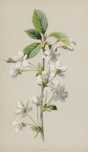 Wiśnia (chromolitho) autorstwa Frederick Edward Hulme