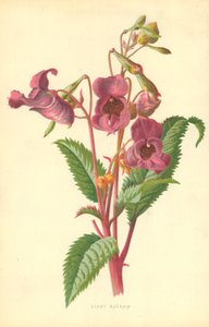 Ciant Balsam autorstwa Frederick Edward Hulme