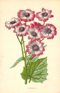 Cyneraria autorstwa Frederick Edward Hulme