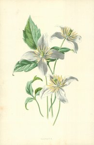Powojnik autorstwa Frederick Edward Hulme