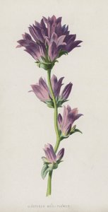 Klastrowy Dzwon-Kwiat (chromolitho)