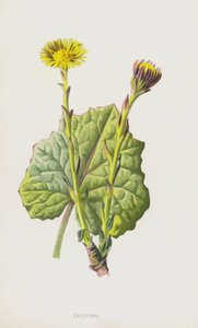 Podbiał (chromolitho) autorstwa Frederick Edward Hulme