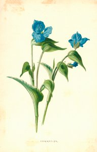 Commelinapoli