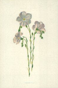len zwyczajny autorstwa Frederick Edward Hulme
