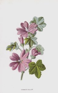 malwa zwyczajna (chromolitho) autorstwa Frederick Edward Hulme
