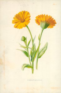 Nagietek pospolity autorstwa Frederick Edward Hulme