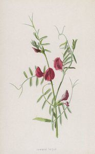 Wyka zwyczajna (chromolitho) autorstwa Frederick Edward Hulme