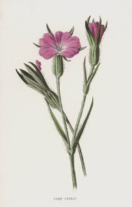 Kukurydziany (chromolitho) autorstwa Frederick Edward Hulme