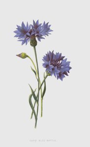 Kukurydza Blue-Butelka (chromolitho) autorstwa Frederick Edward Hulme