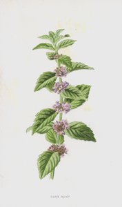 Mięta Kukurydziana (chromolitho) autorstwa Frederick Edward Hulme