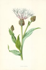 Chaber