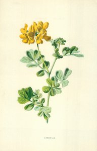 Coronilla autorstwa Frederick Edward Hulme