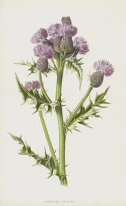 Pełzący oset (chromolitho) autorstwa Frederick Edward Hulme