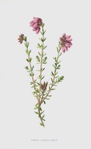 Wrzosiec liściasty (chromolitho) autorstwa Frederick Edward Hulme