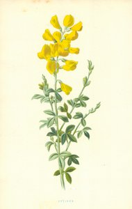 Cytisus autorstwa Frederick Edward Hulme